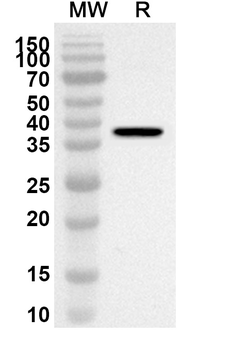 CCK Rabbit Polyclonal Antibody