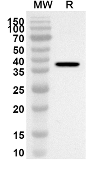 ARG1 Rabbit Polyclonal Antibody