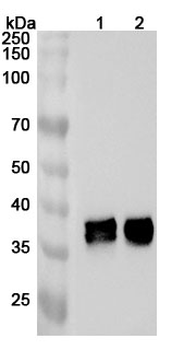 ARG1 Rabbit Polyclonal Antibody