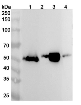 AMY2A Rabbit Polyclonal Antibody