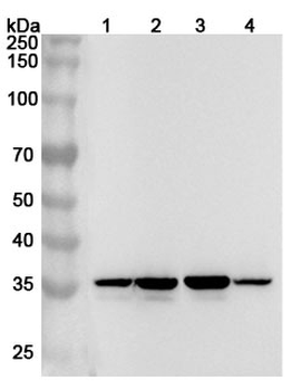 ANXA1 Rabbit Polyclonal Antibody
