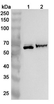 RAF1 Rabbit Polyclonal Antibody
