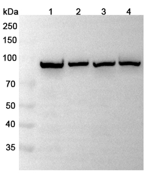 PIGR Rabbit Polyclonal Antibody