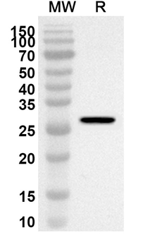 CD275/ICOSLG Rabbit Polyclonal Antibody