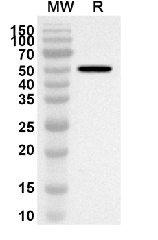 CD282/TLR2 Rabbit Polyclonal Antibody