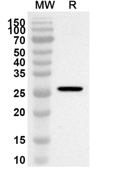TOR1A Rabbit Polyclonal Antibody