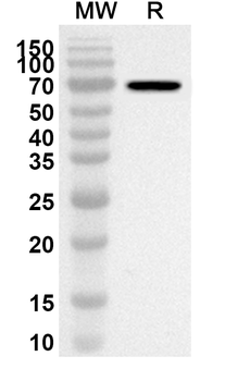 CD284/TLR4 Rabbit Polyclonal Antibody