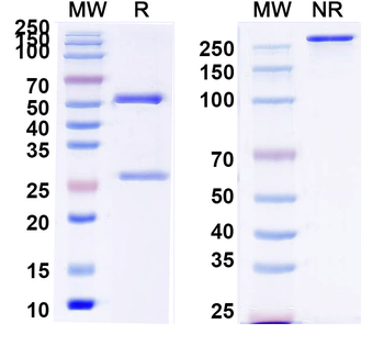 sCD14 Monoclonal Mouse Monoclonal Antibody