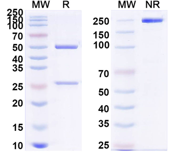 sCD14 Monoclonal Mouse Monoclonal Antibody