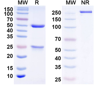 ASFV A238L Monoclonal Mouse Monoclonal Antibody