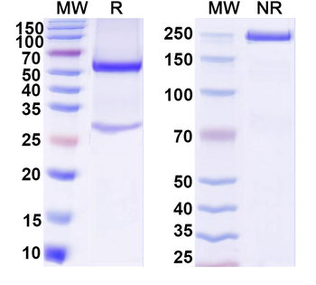 NRN1/Neuritin Monoclonal Mouse Monoclonal Antibody
