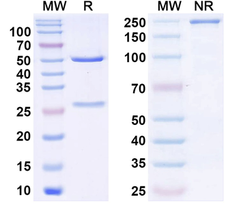 MPXV H3L Monoclonal Mouse Monoclonal Antibody
