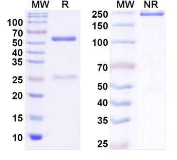 MPXV H3L Monoclonal Mouse Monoclonal Antibody