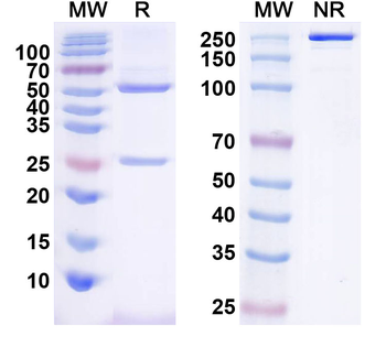 Parvovirus/CPV Monoclonal Mouse Monoclonal Antibody