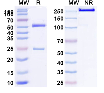 Parvovirus/CPV Monoclonal Mouse Monoclonal Antibody