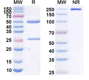 PGF/PlGF/PLGF Monoclonal Mouse Monoclonal Antibody