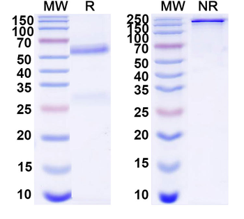PGF/PlGF/PLGF Monoclonal Mouse Monoclonal Antibody