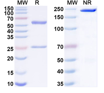 PAPPA Monoclonal Mouse Monoclonal Antibody