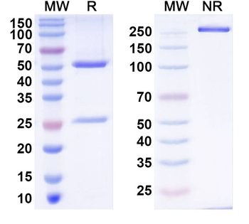 IL1RL1/ST2 Monoclonal Mouse Monoclonal Antibody