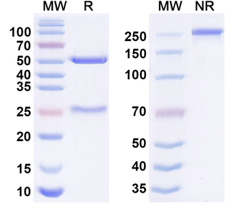 IL1RL1/ST2 Monoclonal Mouse Monoclonal Antibody