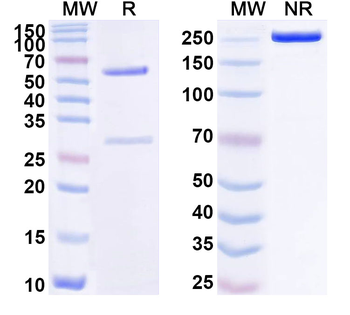 GDF15 Monoclonal Mouse Monoclonal Antibody