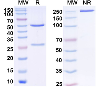 GDF15 Monoclonal Mouse Monoclonal Antibody