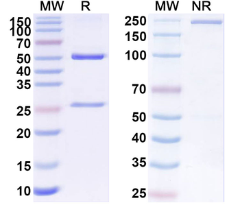 TF/Transferrin Monoclonal Mouse Monoclonal Antibody