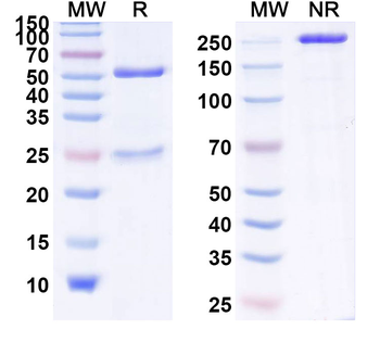TF/Transferrin Monoclonal Mouse Monoclonal Antibody