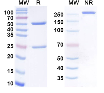 CD66e/CEA/CEACAM5 Monoclonal Mouse Monoclonal Antibody