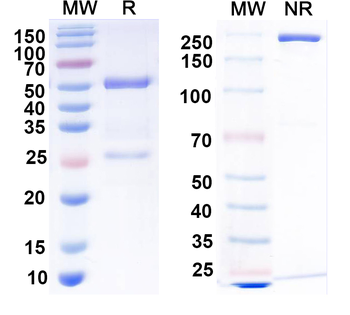 AFP/Alpha-fetoprotein Monoclonal Mouse Monoclonal Antibody