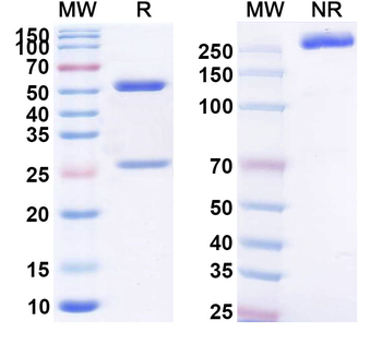 Influenza B virus/Flu-B virus Monoclonal Mouse Monoclonal Antibody
