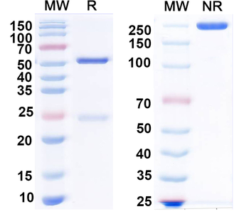 Influenza B virus/Flu-B virus Monoclonal Mouse Monoclonal Antibody