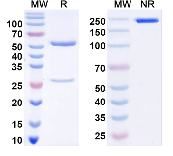 Influenza A virus/Flu-A Monoclonal Mouse Monoclonal Antibody