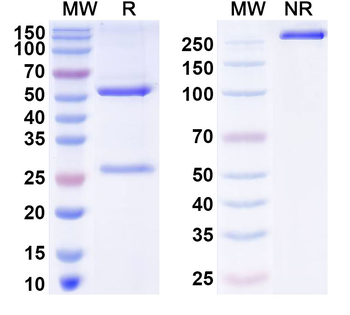 Influenza A virus/Flu-A Monoclonal Mouse Monoclonal Antibody