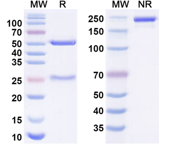 Influenza A virus/Flu-A Monoclonal Mouse Monoclonal Antibody