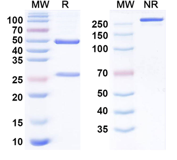 Influenza A virus/Flu-A Monoclonal Mouse Monoclonal Antibody