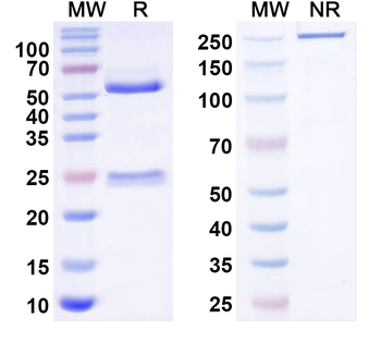 HBV HBcAg Monoclonal Mouse Monoclonal Antibody