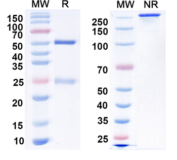 HBV HBcAg Monoclonal Mouse Monoclonal Antibody
