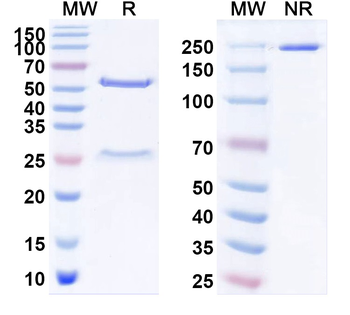 Bacteriophage M13 Capsid protein G8P Monoclonal Mouse Monoclonal Antibody (HRP)
