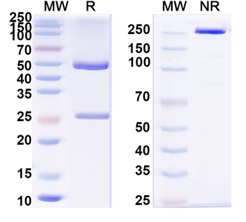 Bacteriophage M13 VIII/G8P/Capsid protein G8P Monoclonal Mouse Monoclonal Antibody