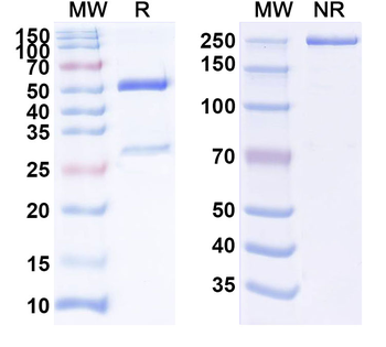 CD3E Monoclonal Mouse Monoclonal Antibody