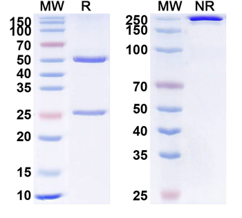 CD227/MUC1 Monoclonal Mouse Monoclonal Antibody