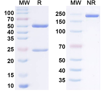 IL1RN/IL-1ra/IL1F3 Monoclonal Mouse Monoclonal Antibody