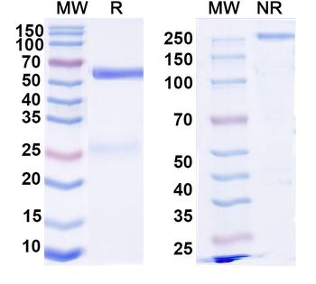 SARS-CoV-2 NP/Nucleoprotein Monoclonal Mouse Monoclonal Antibody