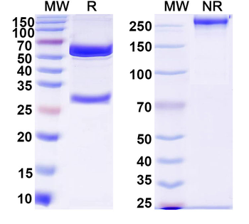 SARS-CoV-2 RBD Monoclonal Mouse Monoclonal Antibody
