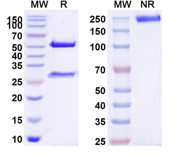 SARS-CoV-2 RBD Monoclonal Mouse Monoclonal Antibody