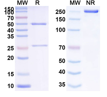 ATAT1 Monoclonal Mouse Monoclonal Antibody