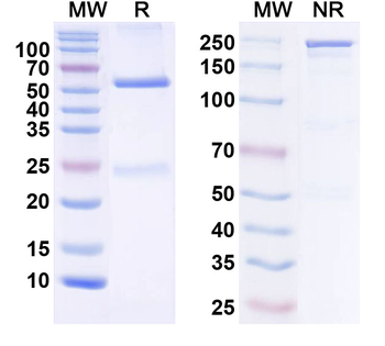 FLT1 Monoclonal Mouse Monoclonal Antibody