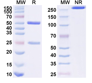 CD66e/CEA/CEACAM5 Monoclonal Mouse Monoclonal Antibody