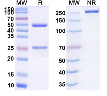 GPC3 Monoclonal Mouse Monoclonal Antibody